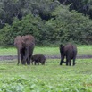 060 LOANGO Inyoungou Prairie avec Famille Elephants Loxodonta africana cyclotis 12E5K2IMG_79053wtmk.jpg